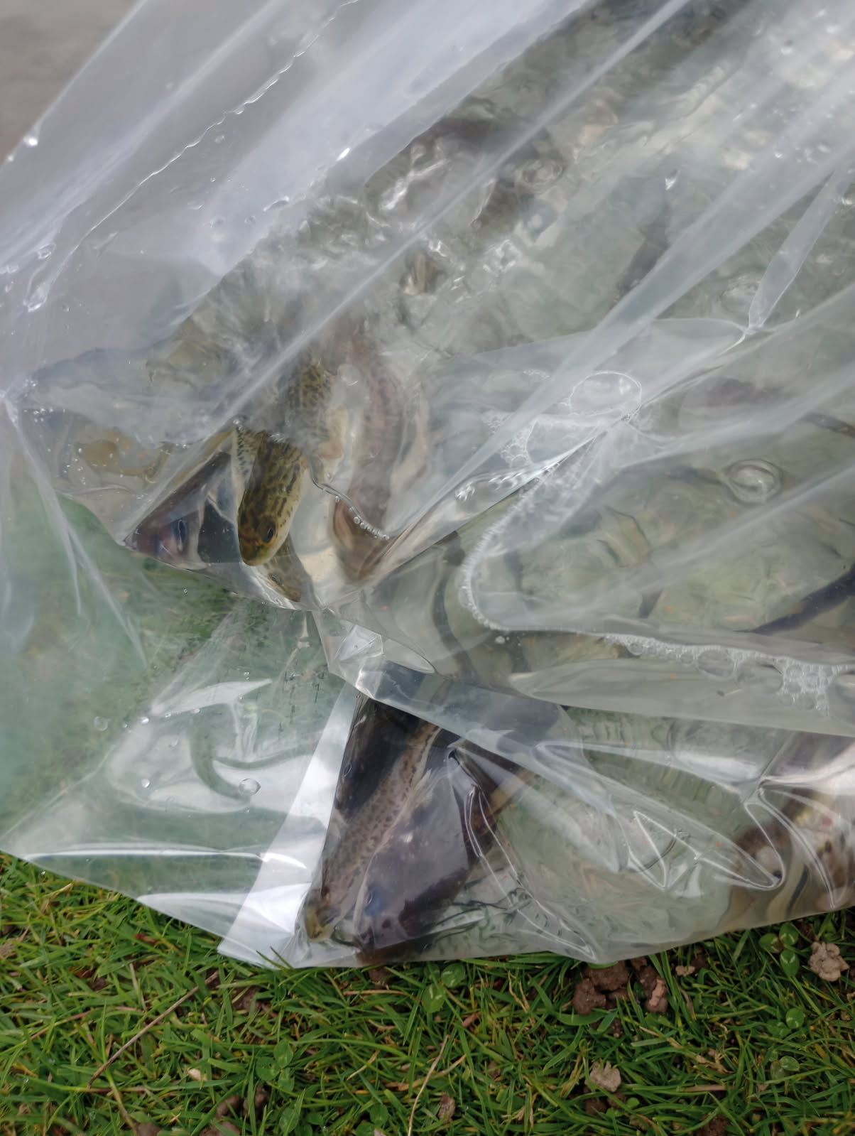2025 Lippman Park Fish Stocking gallery image 4