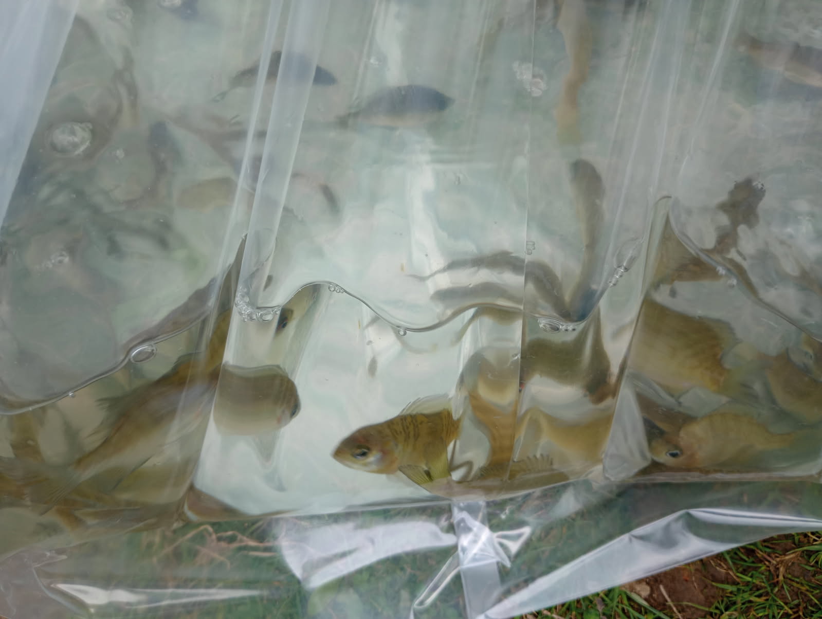 2025 Lippman Park Fish Stocking gallery image 5